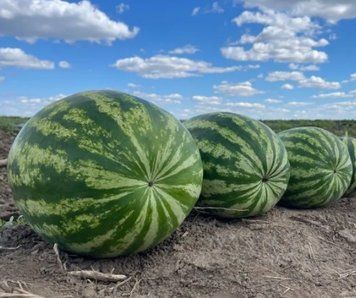 Кавун Ау Продюсер 0,5 кг