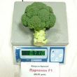 Брокколи Партенон F1 1000 семян