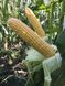 Кукуруза Оватона F1 5000 семян фото №3 из 5