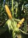 Кукуруза Оватона F1 5000 семян фото №5 из 5