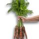 Морква Вармія F1 25 тис. насіння 1,6 – 1,8