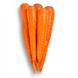 Морковь Вармия F1 фото №2 из 4