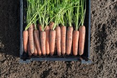 Морковь Навал F1 100 тыс. семян 1,6-1,8