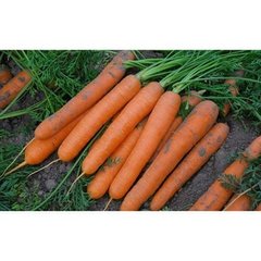 Морква Сатурно F1 25 тис. насіння 1,6-2,0