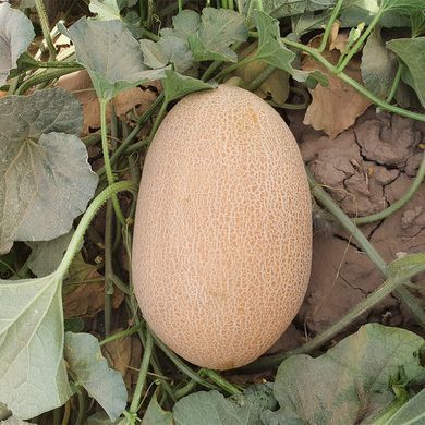 Дыня ES 25157 F1 100 семян