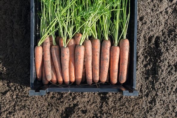 Морква Навал F1 100 тис. насіння 1,6-1,8