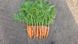 Морковь 1932 F1 25 тыс. семян 1,8-2,0 фото №4 из 4