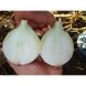 Біла цибуля Азіла F1 100 тис. насіння
