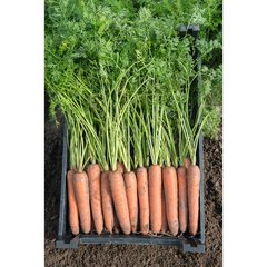 Морква Бермуда F1 100 тис. насіння 1,6-1,8