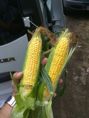 Кукуруза Хан F1 0,5 кг семян