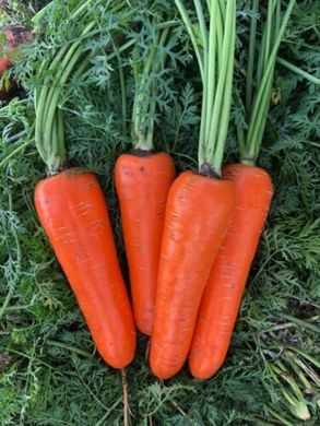 Морковь Йорк F1 25 тыс. семян 1,8-2,0