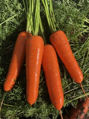 Морковь Йорк F1 25 тыс. семян 1,8-2,0