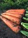 Морковь Йорк F1 25 тыс. семян 1,8-2,0 фото №2 из 5