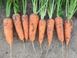 Морковь Йорк F1 25 тыс. семян 1,8-2,0 фото №1 из 5