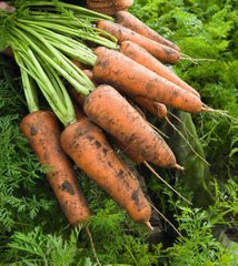 Морковь Кордоба F1 100 тыс. семян 1,6-1,8