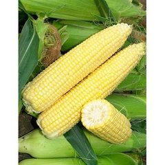 Кукурудза Сигнет F1 5 тис. насіння