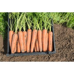 Морковь Ниагара F1 100 тыс. семян 1,6-1,8