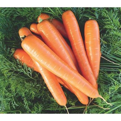 Морква Бріліанс F1 100 тис. насіння 1,4-1,6