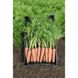 Морква Ніагара F1 100 тис. насіння 1,6-1,8