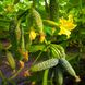 Огурец Коломбо F1 (GB 08 F1) 250 семян фото №3 из 5