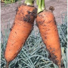 Морковь Шантане 0,5 кг