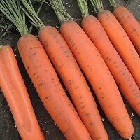 Морковь Патзи F1 100 тыс. семян 1,6-2,0
