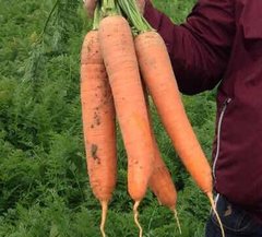 Морква Патзі F1 100 тис. насіння 1,6-2,0
