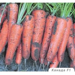Морква Канада F1 25 тис. насіння 1,6-1,8