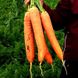 Морковь Патзи F1 100 тыс. семян 1,6-2,0 фото №2 из 3