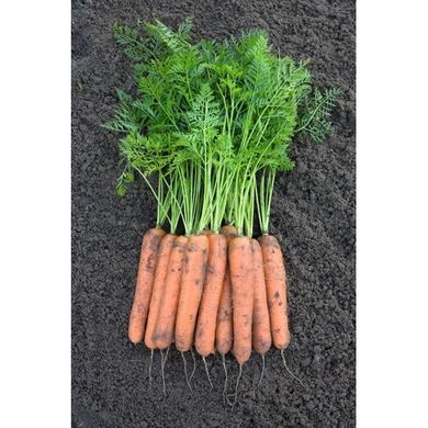Морква Номінатор F1 100 тис. насіння 1,6-1,8