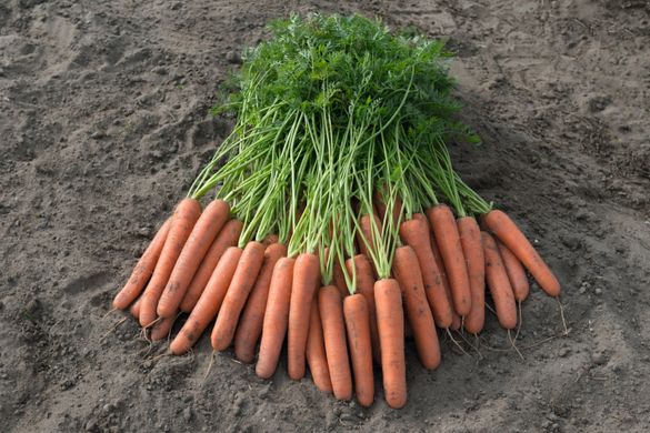 Морковь Новара F1 100 тыс. семян 1,6-1,8