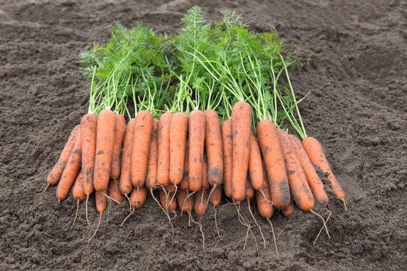 Морковь Новара F1 100 тыс. семян 1,6-1,8