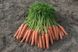 Морковь Новара F1 100 тыс. семян фото №1 из 2