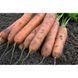 Морква Номінатор F1 100 тис. насіння 1,6-1,8