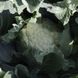 Цвітна капуста Каспер F1 1000 насінин