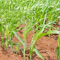 обработка грунта при выращивании кукурузы