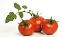 fresh-tomatoes1