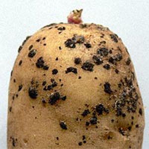 Ризоктониоз картофеля